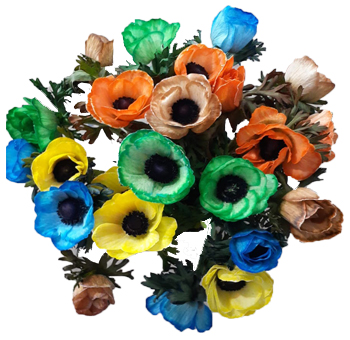 Anemone For Sale
