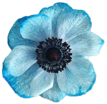 Blue Anemone