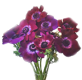 Striking bouquet of purple and burgundy anemone flowers with dark centers, perfect for adding a bold and elegant touch to floral arrangements for weddings or special occasions.