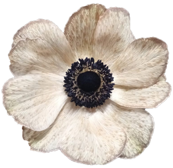 Dyed chocolate anemone flowers with rich tones, ideal for weddings, unique events, and floral installations.