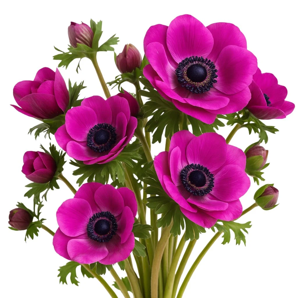 Hot pink anemone flowers with dark centers, ideal for bold wedding bouquets, premium floral designs, and bulk wholesale flower arrangements.