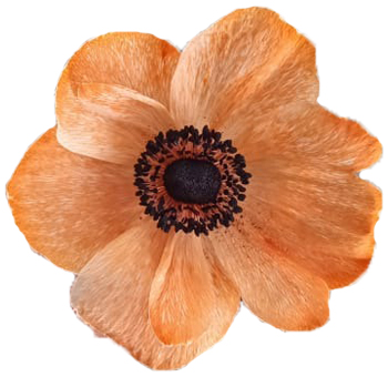 Orange Anemone