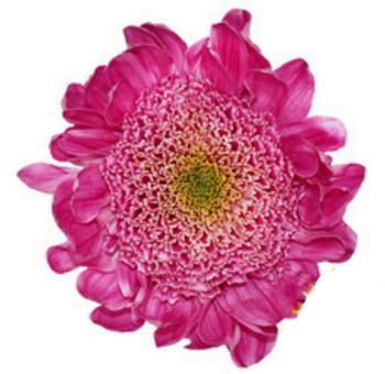 Pink Anemone Flower
