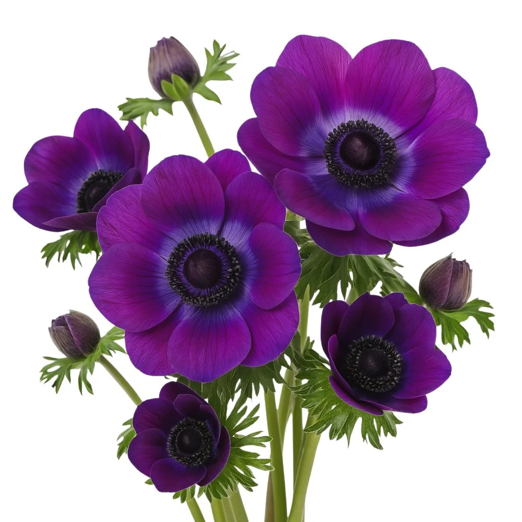 Elegant purple anemone flowers with dark centers, perfect for weddings, events, and bulk floral arrangements with vibrant color and delicate texture.