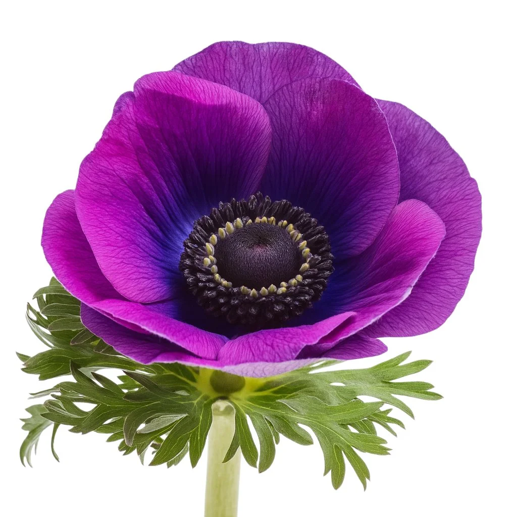 Rich purple grape anemone flowers with deep tones and striking centers—ideal for weddings, premium events, and elegant bulk floral designs.