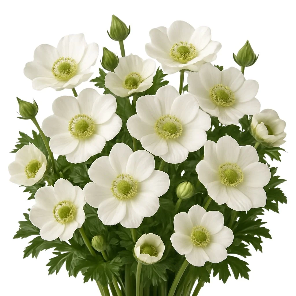 Stunning white albino anemones for weddings and events, perfect for premium floral designs and wholesale flower collections.
