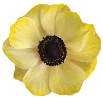 Yellow Anemone