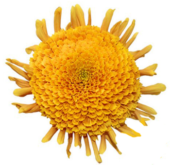 Anemone Yellow