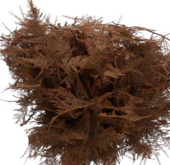 Asparagus Plumosus