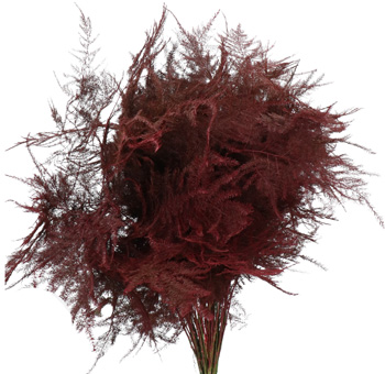 Plumosa Fern