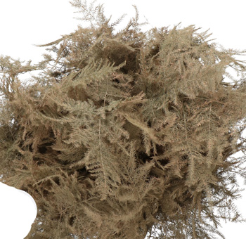 Plumosa Fern