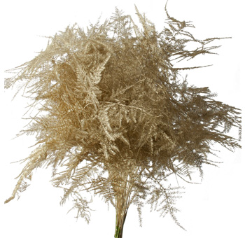 Plumosa Fern