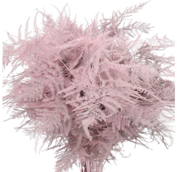 Plumosa Fern