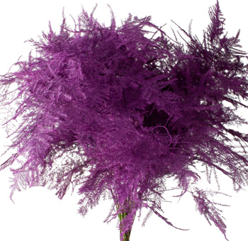 Asparagus Plumosus