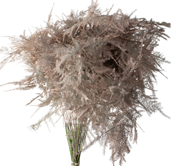 Asparagus Fern