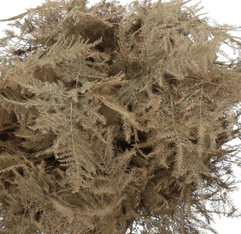 Asparagus Fern