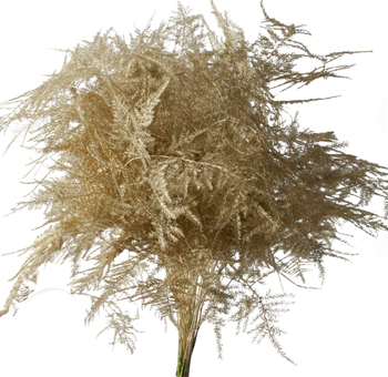 Asparagus Fern