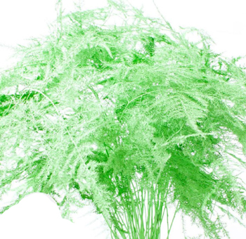 Foliage