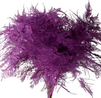 Asparagus Fern