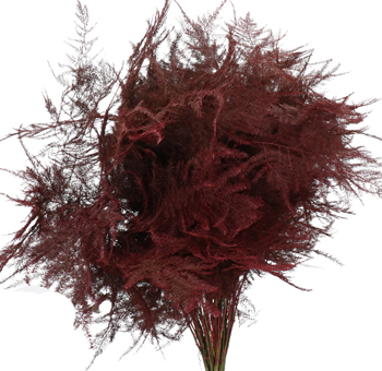 Asparagus Fern