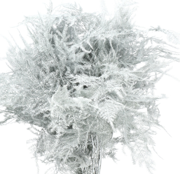 Asparagus Fern