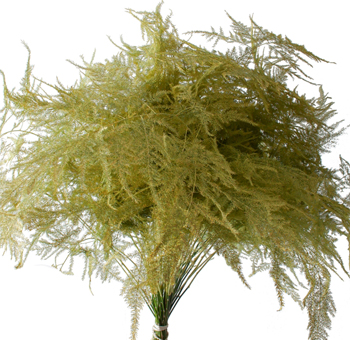 Asparagus Plumosus