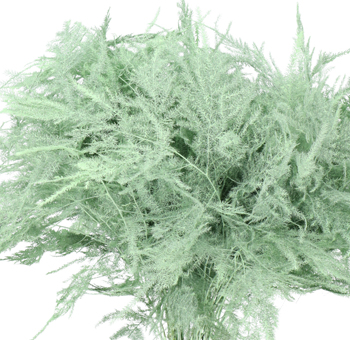Asparagus Fern