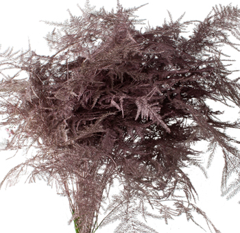 Asparagus Fern