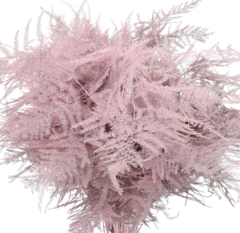 Asparagus Fern