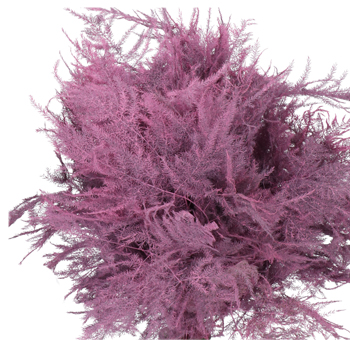 Asparagus Fern