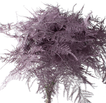 Asparagus Fern