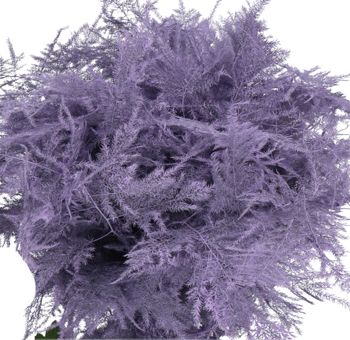 Asparagus Fern
