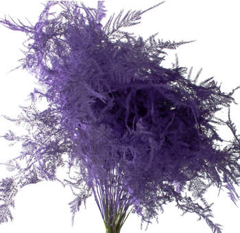 Asparagus Fern
