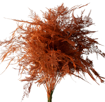 Asparagus Plumosus
