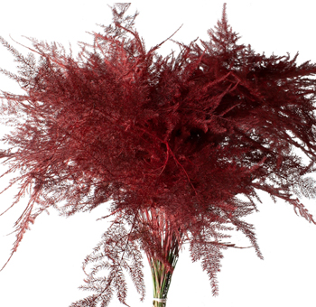 Asparagus Fern