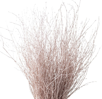Birch Tree