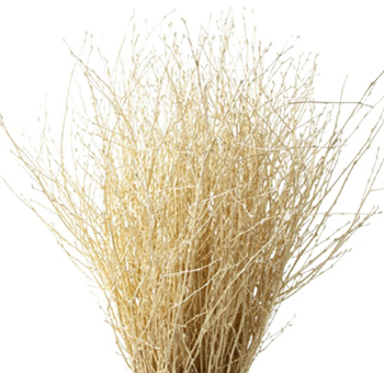 Birch