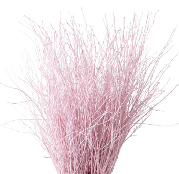 Birch Tree Branches