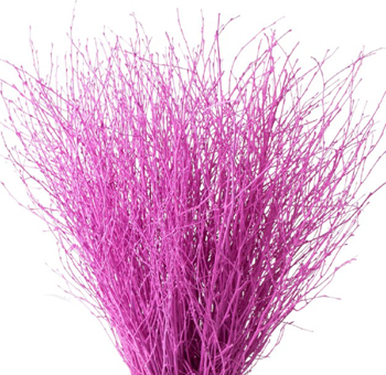 Birch Branches For Sale