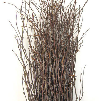 Natural dried birch branches bundled together, perfect for rustic floral arrangements, DIY décor, and wedding centerpieces.