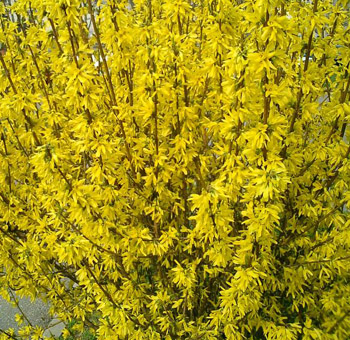 Forsythia