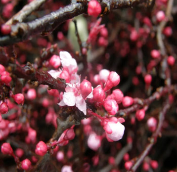 Prunus