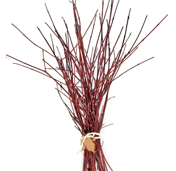 Red Twig Dogwood