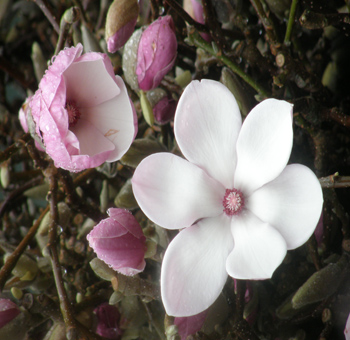 Magnolia