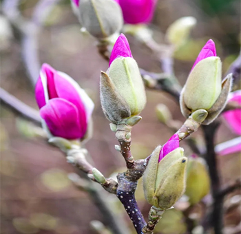 Tulip Magnolia