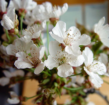 Stunning white cherry blossoms offering a timeless and graceful aesthetic for unforgettable weddings and special celebrations.