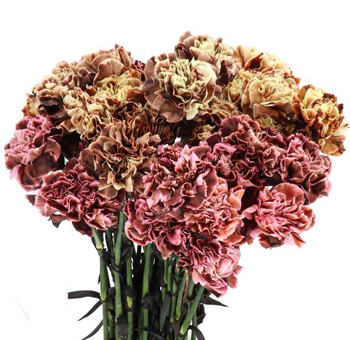 Assorted dyed carnations for colorful weddings, festive floral gifts, or creative event styling.
