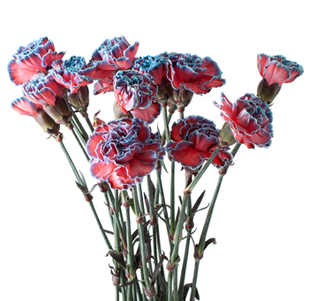Dyed Carnations