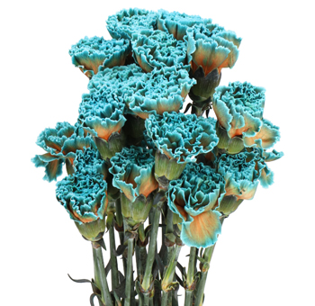 Blue Bay dyed carnations with cool vibrance, perfect for weddings, gifts, or contemporary floral styling.