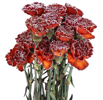 Bonaire dyed carnations with ocean tones, crafted for tropical weddings, luxe gifts, or bold floral themes.